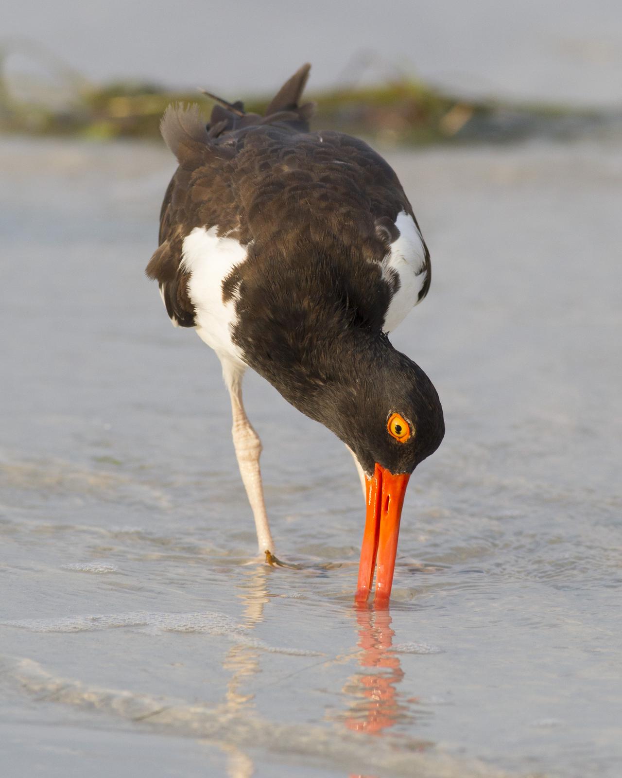 American Oystercatcher Photo by Jeff Moore
