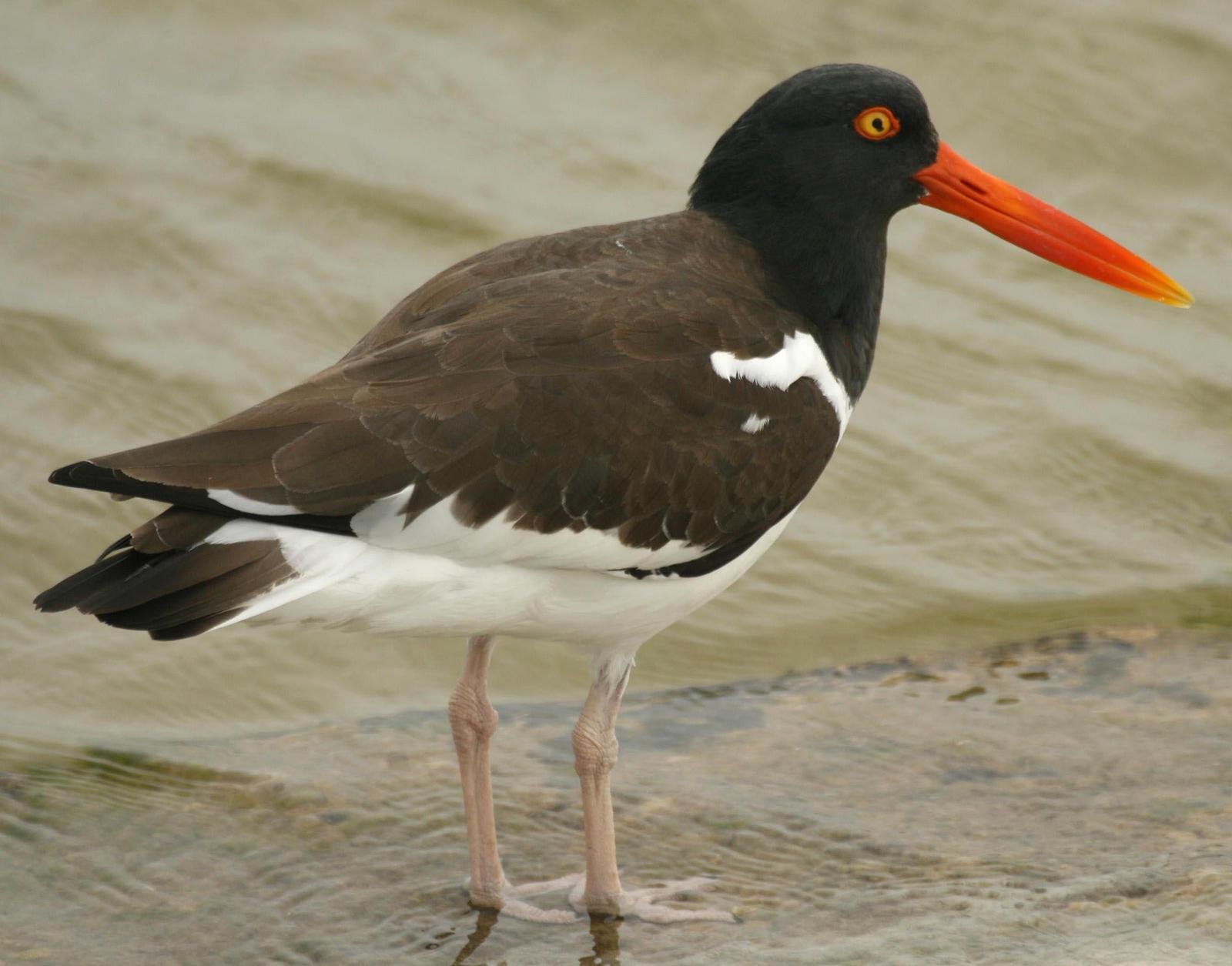 American Oystercatcher Photo by Ric Hoover