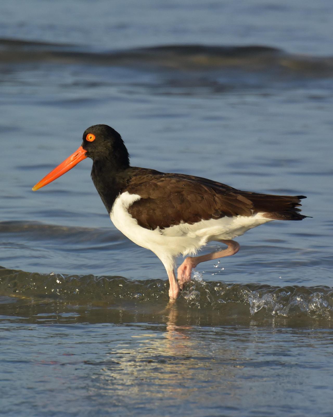 American Oystercatcher Photo by Emily Percival