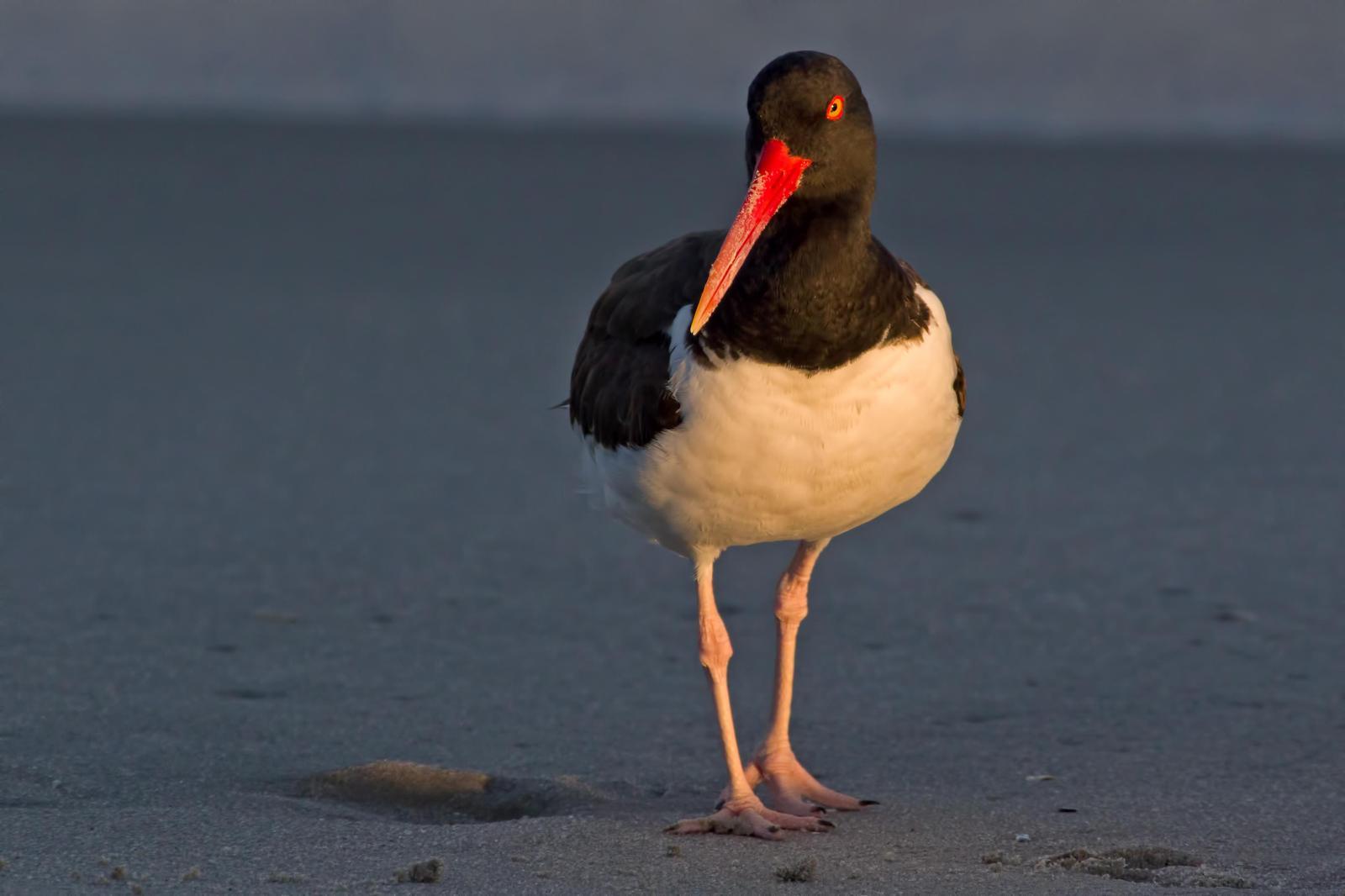 American Oystercatcher Photo by Rob Dickerson