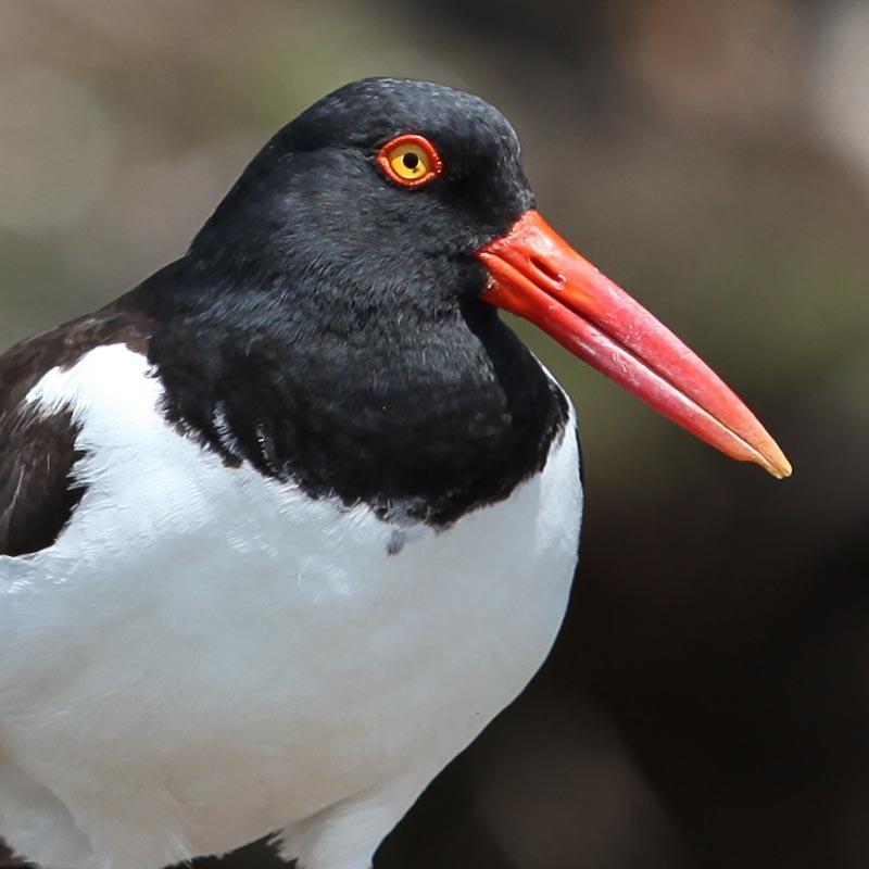 American Oystercatcher Photo by Lucy Wightman