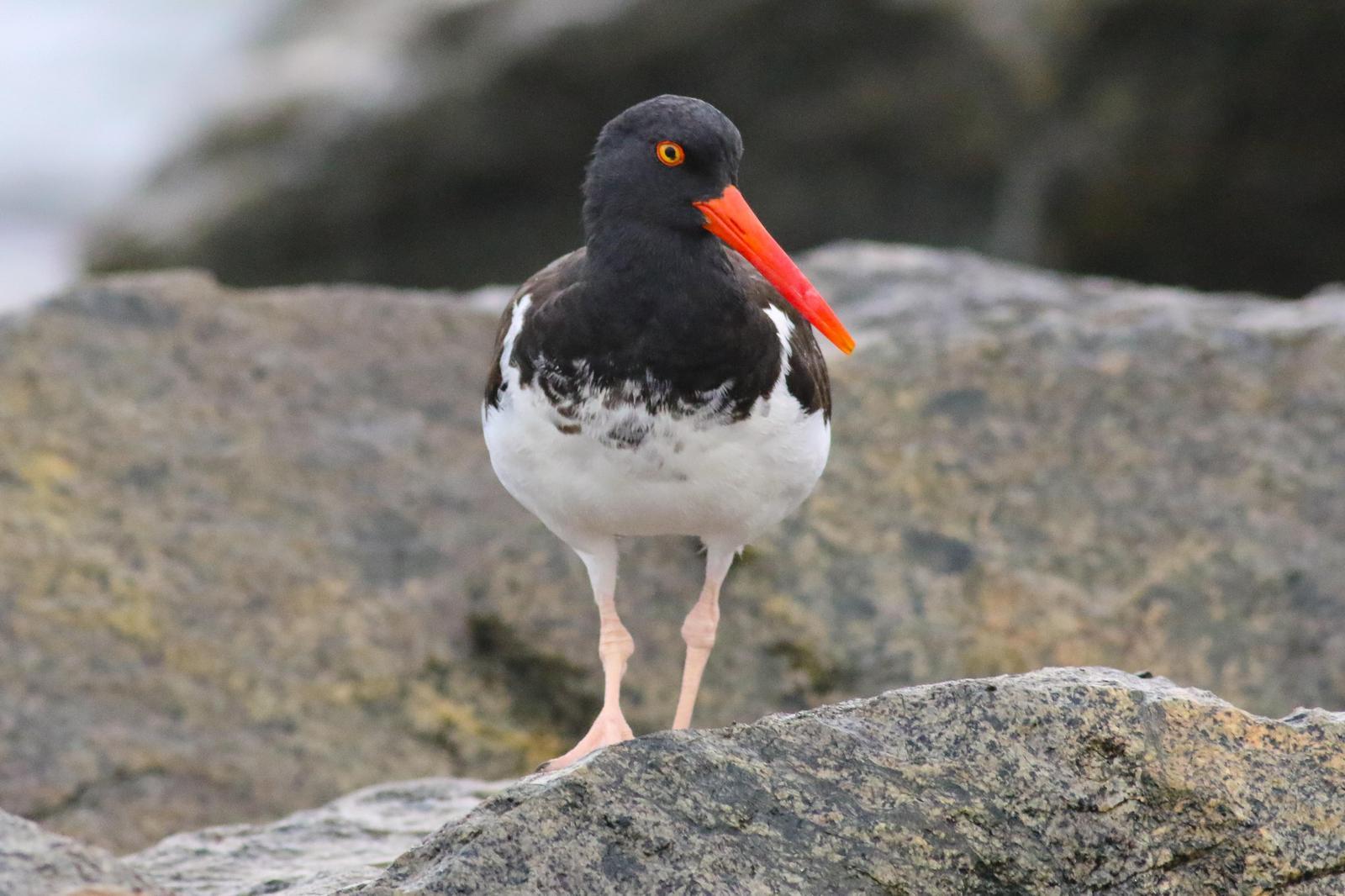 American Oystercatcher Photo by Tom Ford-Hutchinson