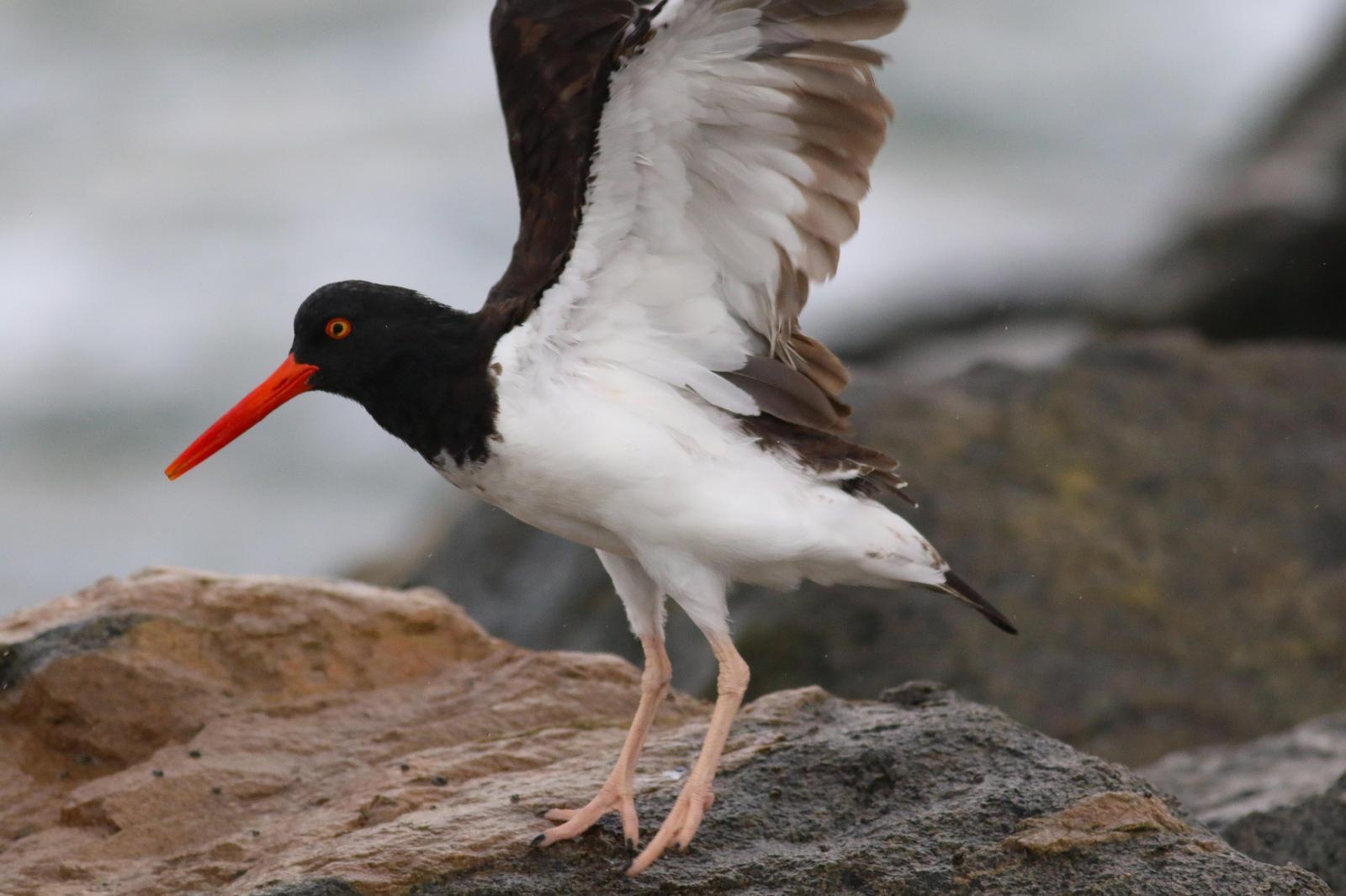 American Oystercatcher Photo by Tom Ford-Hutchinson