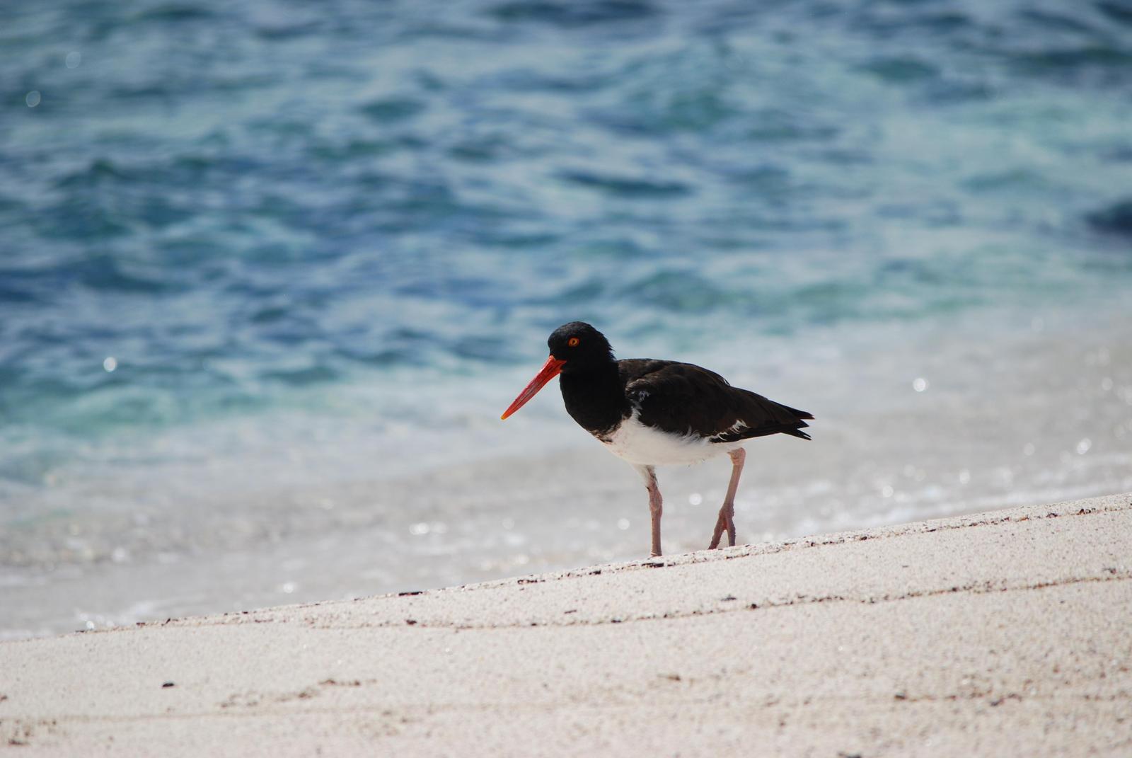 American Oystercatcher Photo by Olivia Noonan