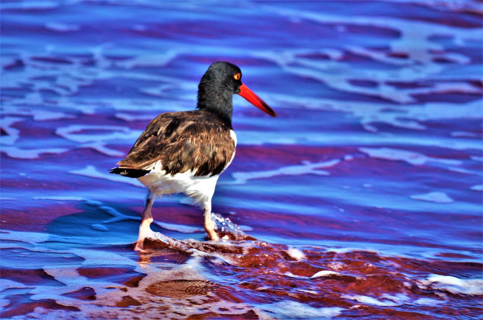 American Oystercatcher Photo by Alicia Thatcher