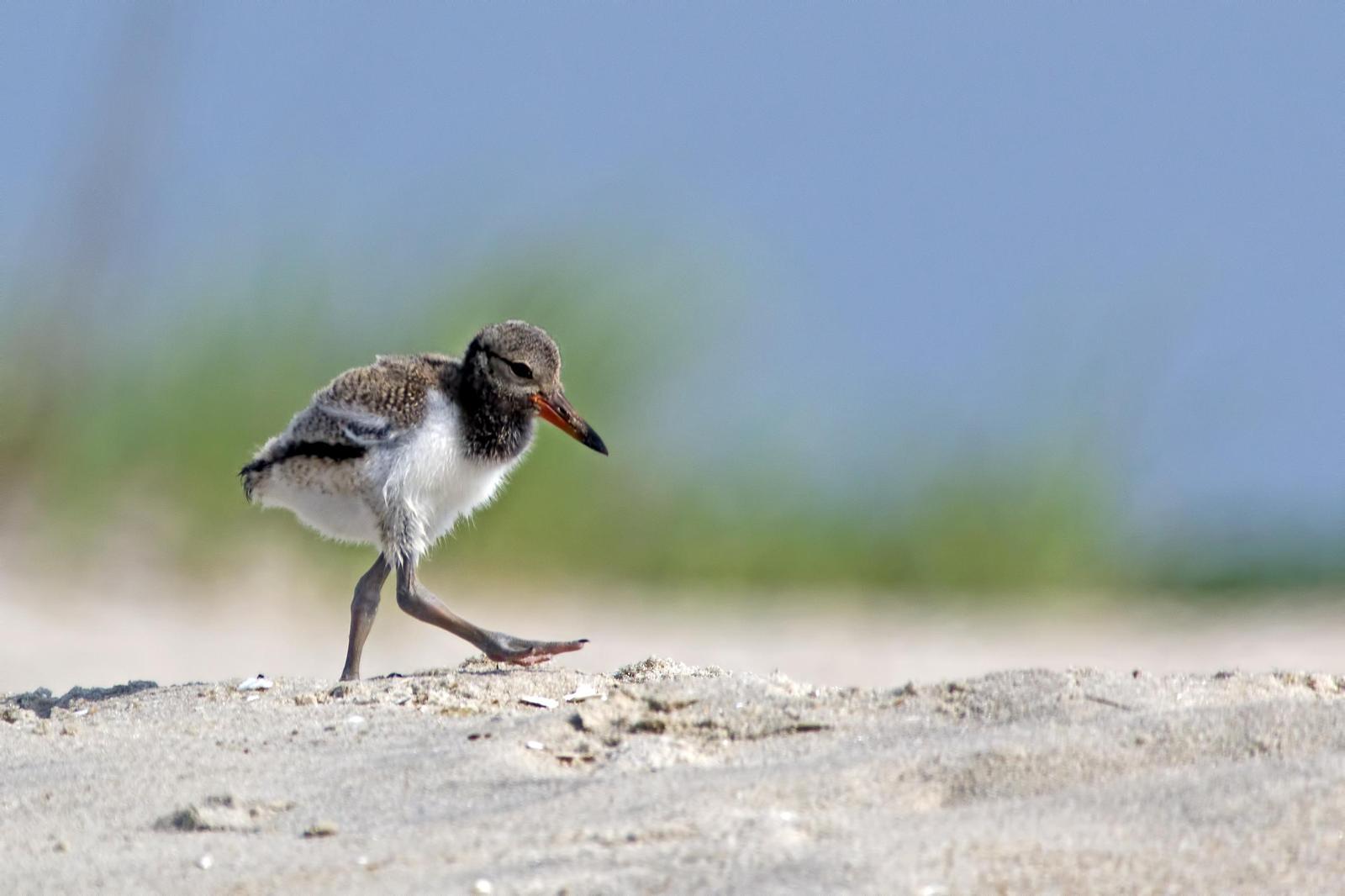 American Oystercatcher Photo by Rob Dickerson