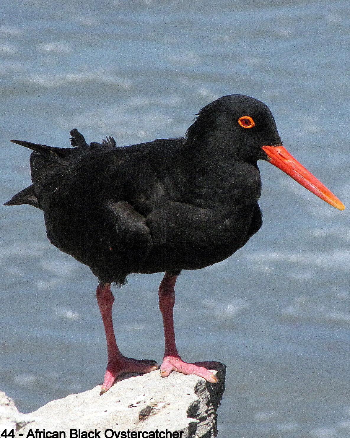 African Oystercatcher Photo by Richard  Lowe