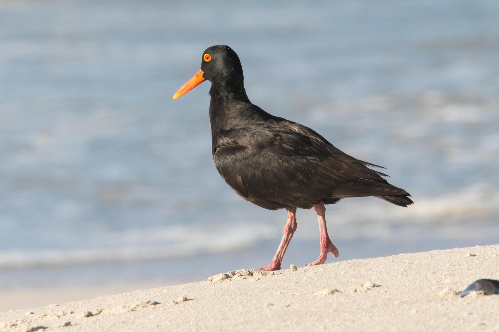 African Oystercatcher Photo by Gerald Hoekstra