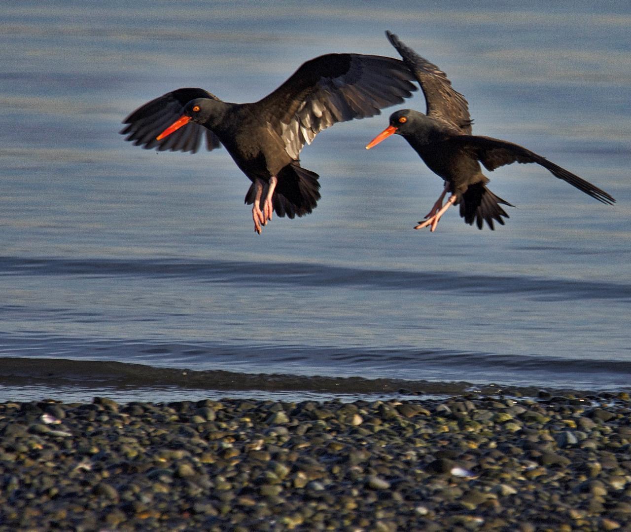 Black Oystercatcher Photo by Brian Avent