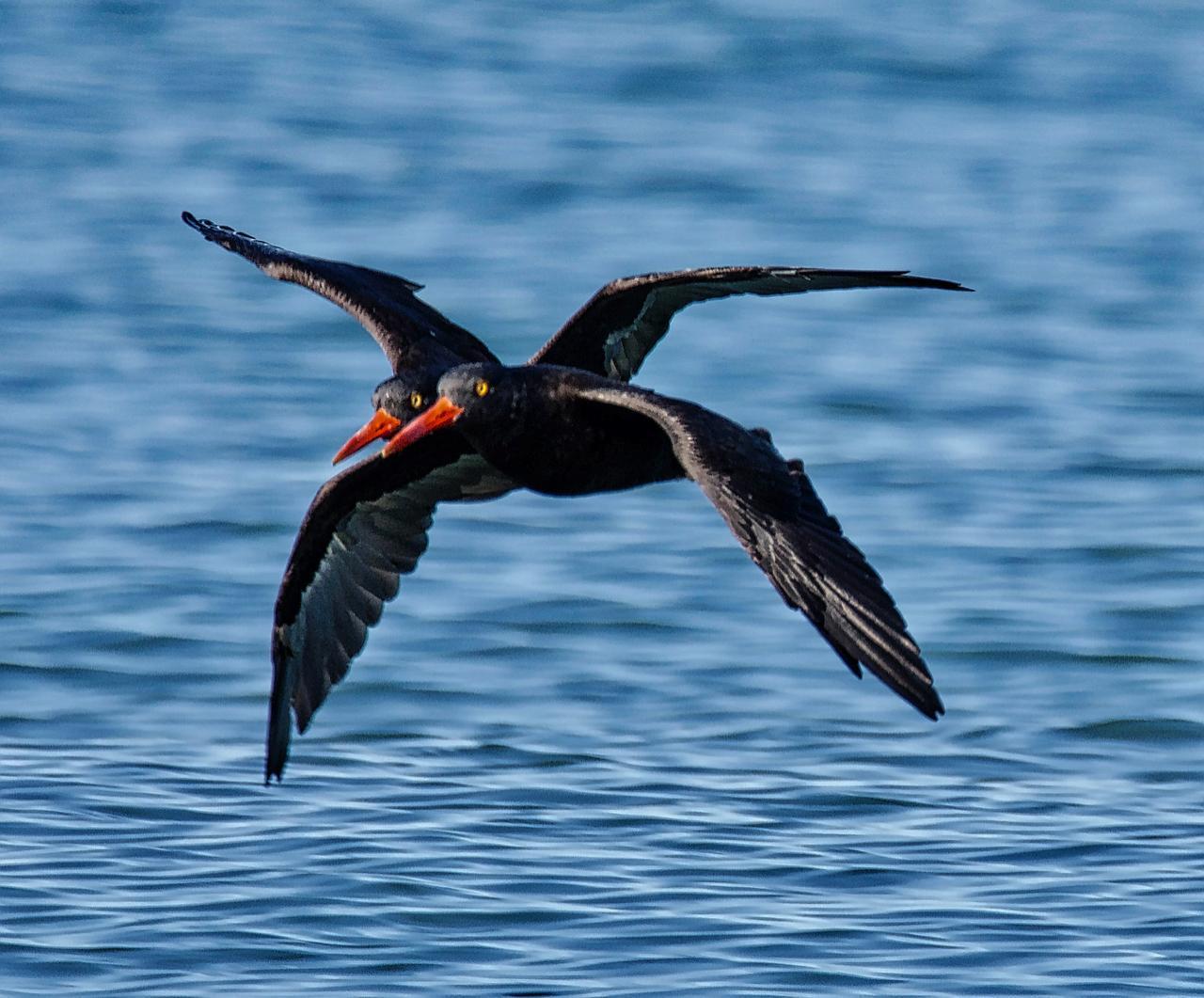 Black Oystercatcher Photo by Brian Avent