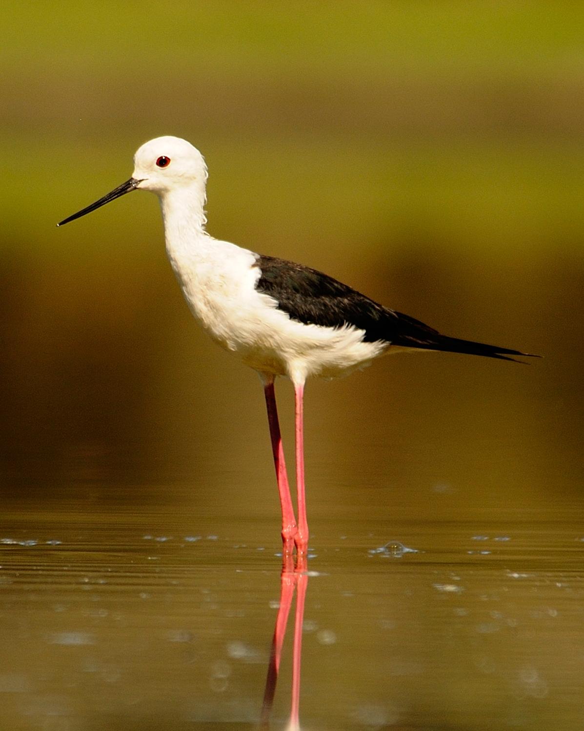 Black-winged Stilt Photo by Andres Rios