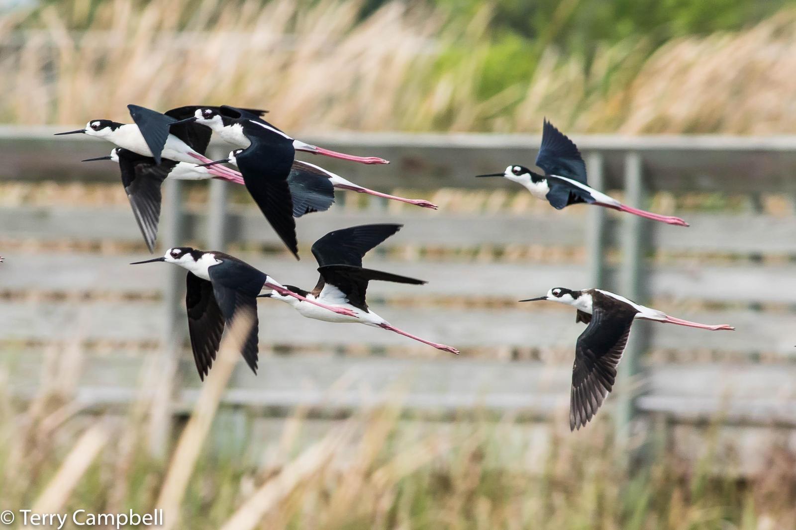 Black-necked Stilt (Black-necked) Photo by Terry Campbell