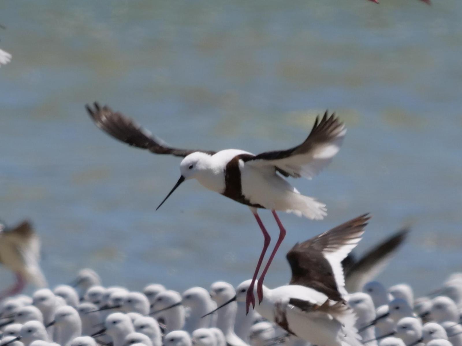 Banded Stilt Photo by Peter Lowe