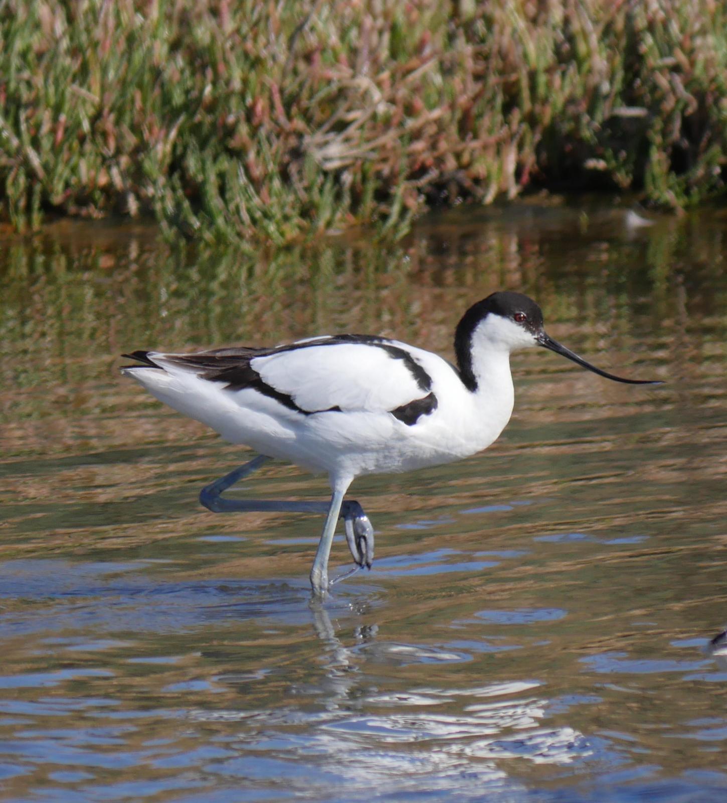 Pied Avocet Photo by Peter Lowe
