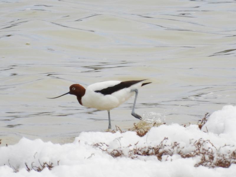 Red-necked Avocet Photo by Jeff Harding