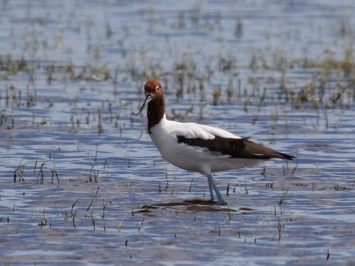 Red-necked Avocet Photo by Peter Lowe
