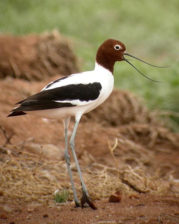 Red-necked Avocet Photo by Mat Gilfedder
