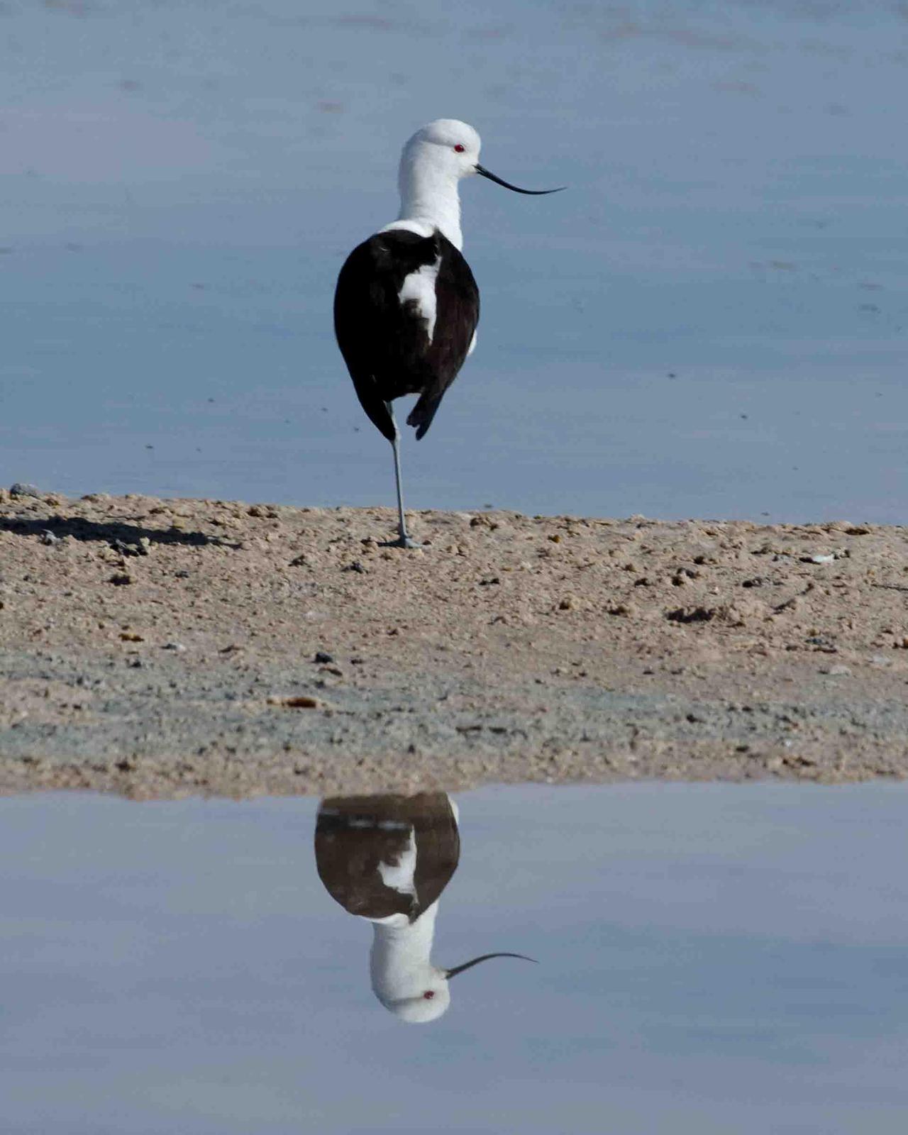 Andean Avocet Photo by Bob Hasenick