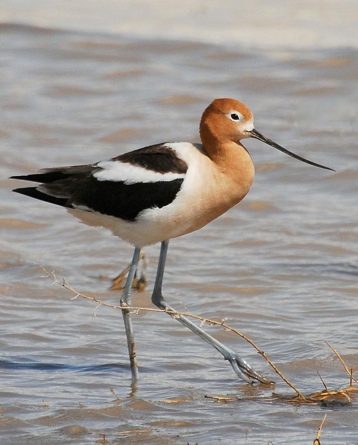 American Avocet Photo by David Hollie