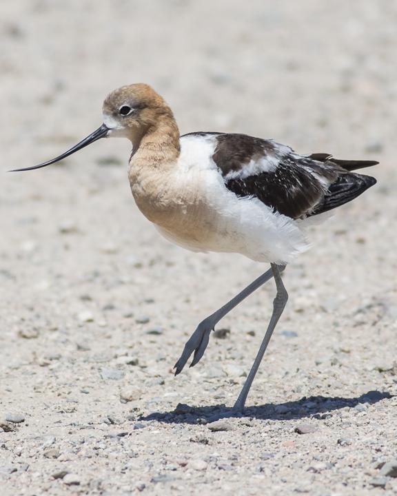 American Avocet Photo by Anthony Gliozzo