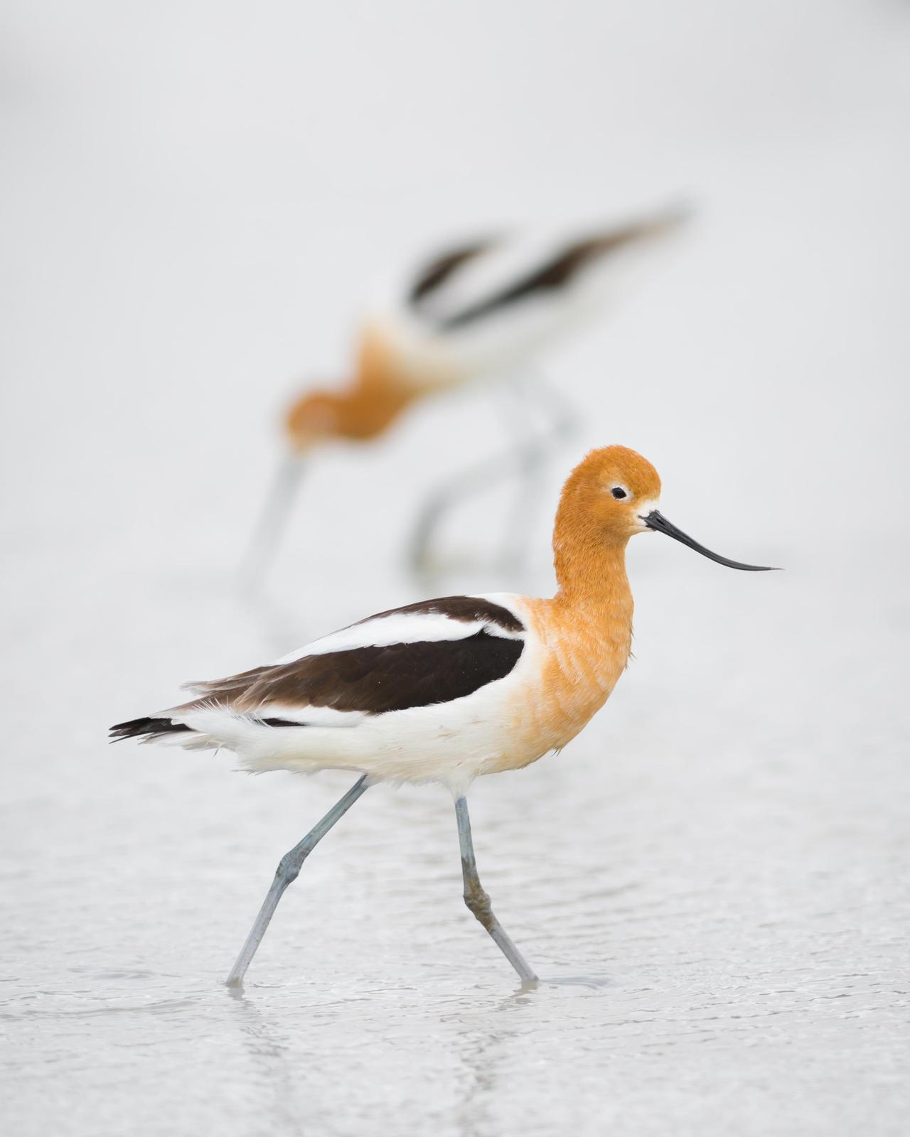 American Avocet Photo by Jesse Hodges
