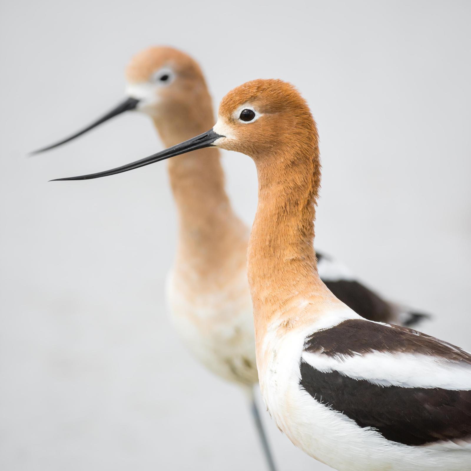 American Avocet Photo by Jesse Hodges