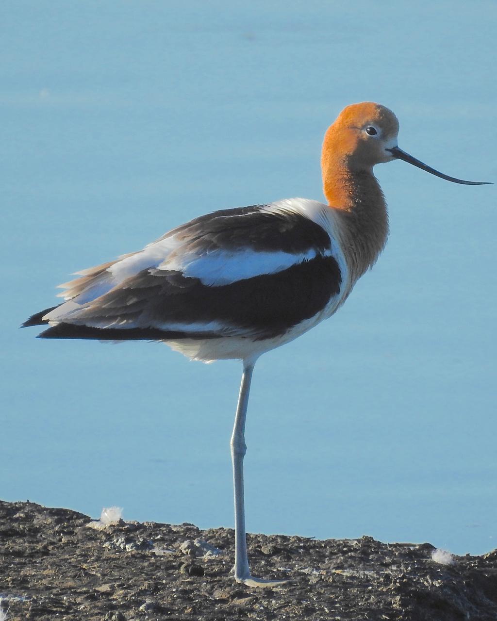 American Avocet Photo by Brian Avent