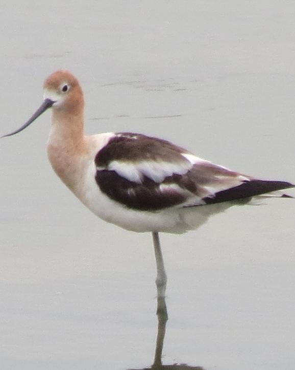 American Avocet Photo by David Bell