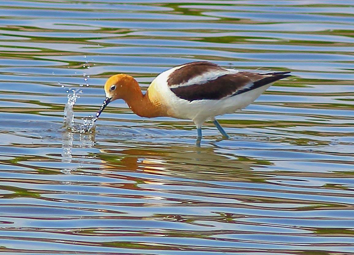 American Avocet Photo by Terry Campbell