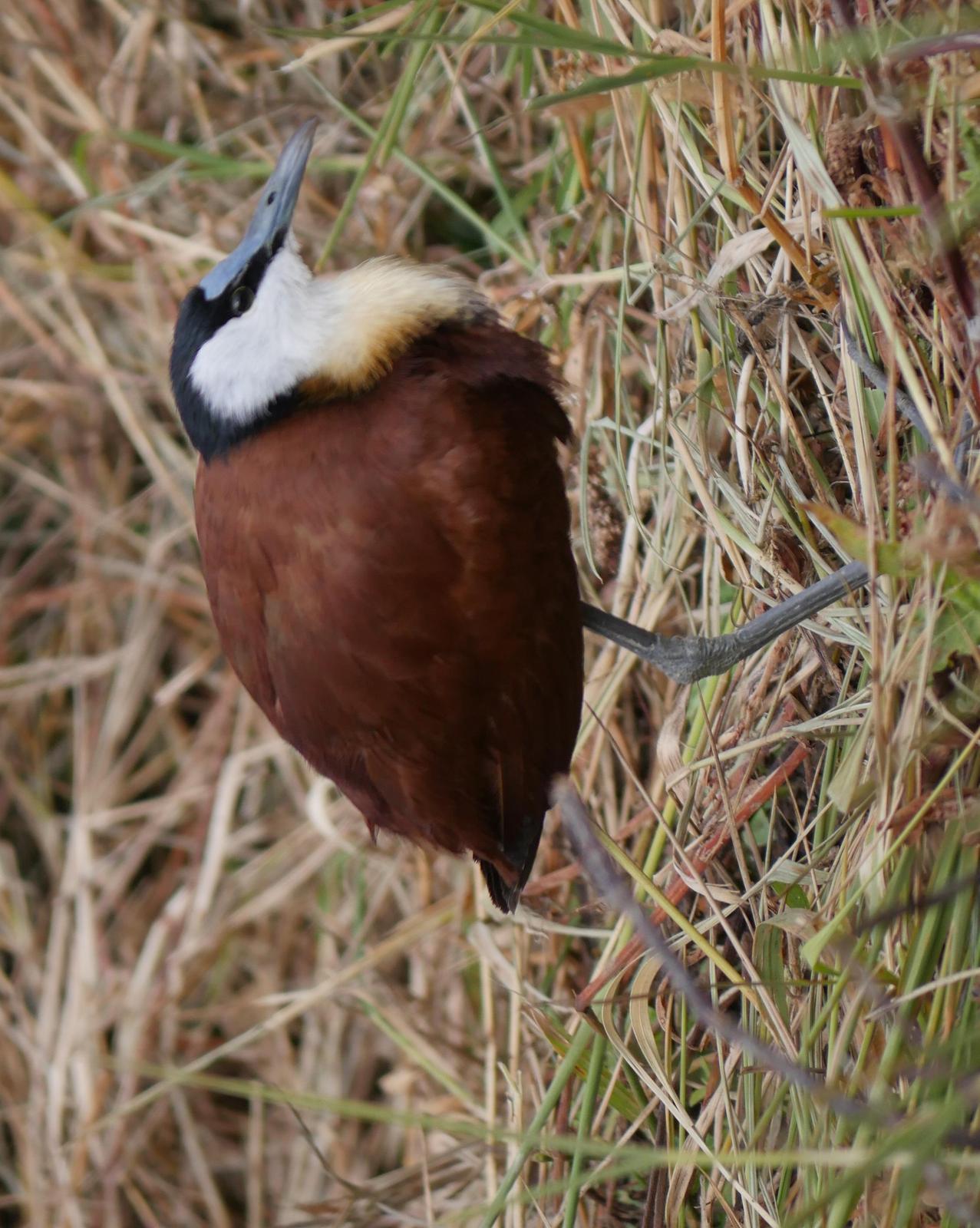 African Jacana Photo by Peter Lowe