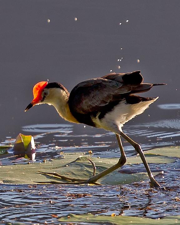 Comb-crested Jacana Photo by Mat Gilfedder