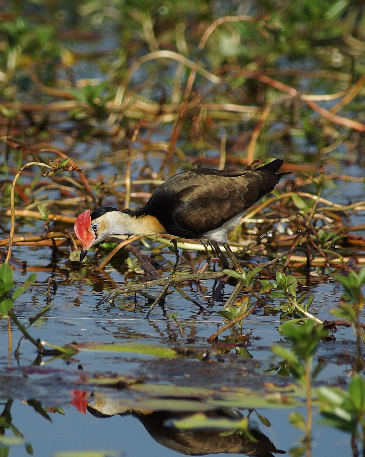 Comb-crested Jacana Photo by Steve Percival