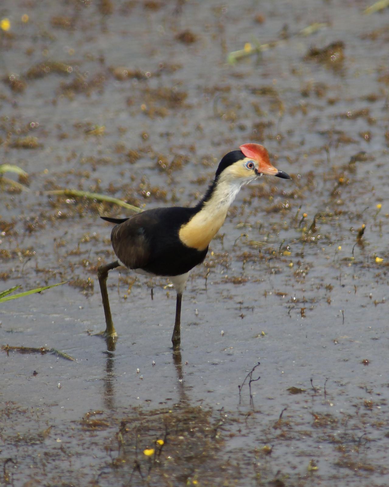 Comb-crested Jacana Photo by Steve Percival