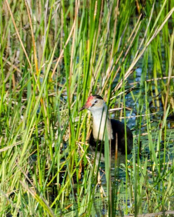 Comb-crested Jacana Photo by Bob Hasenick