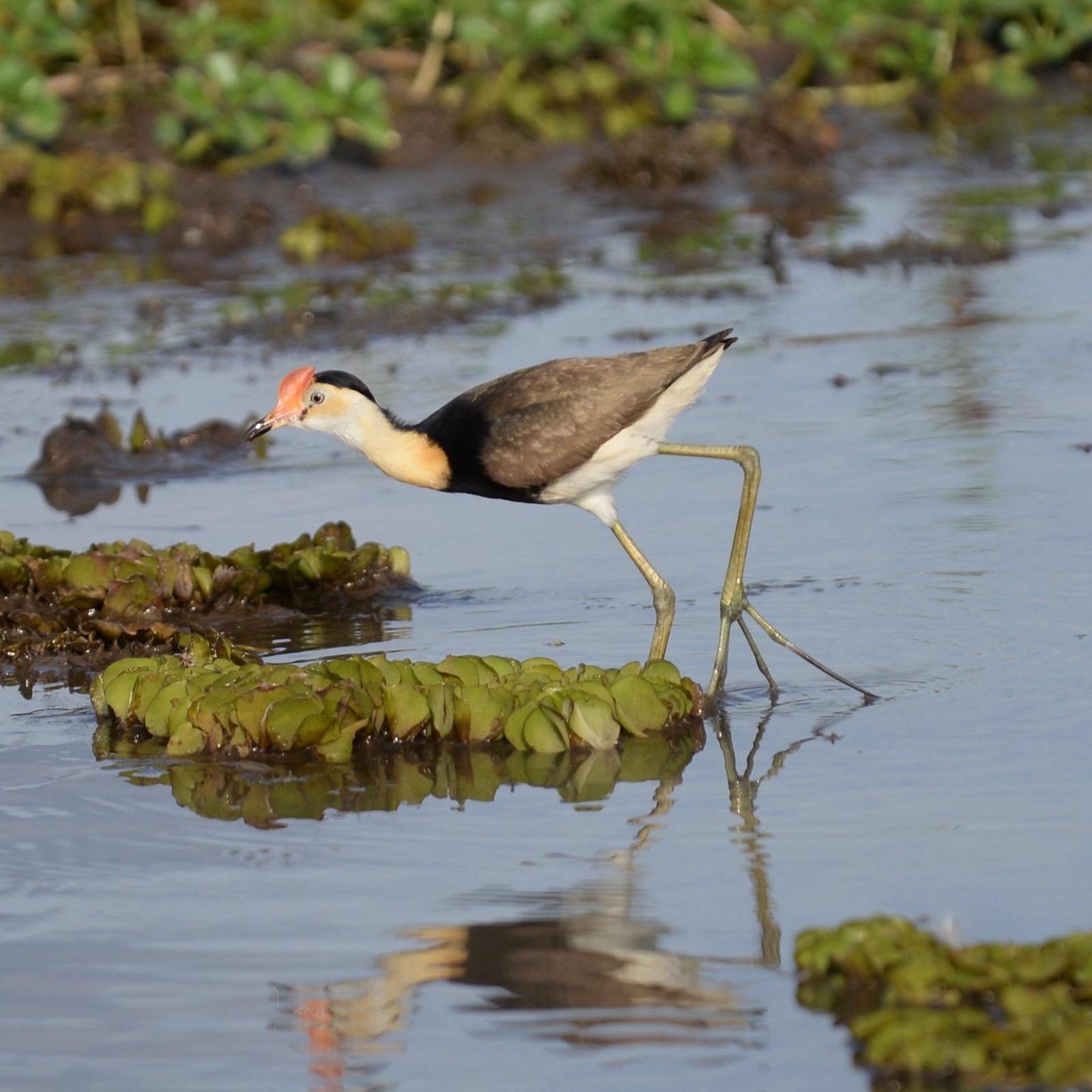 Comb-crested Jacana Photo by marcel finlay