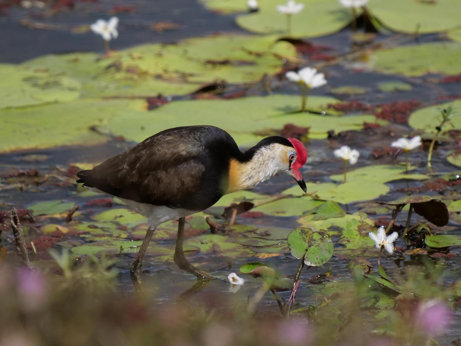 Comb-crested Jacana Photo by Peter Lowe
