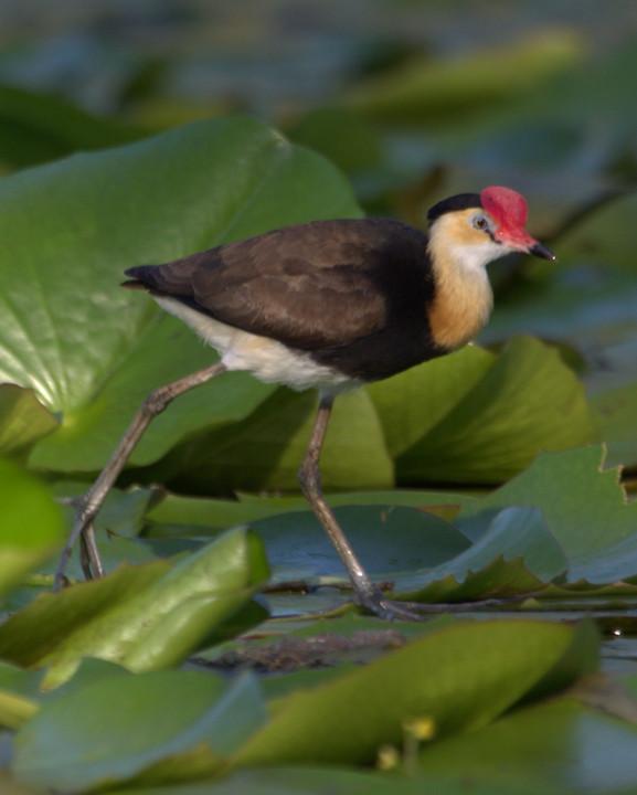 Comb-crested Jacana Photo by Mat Gilfedder