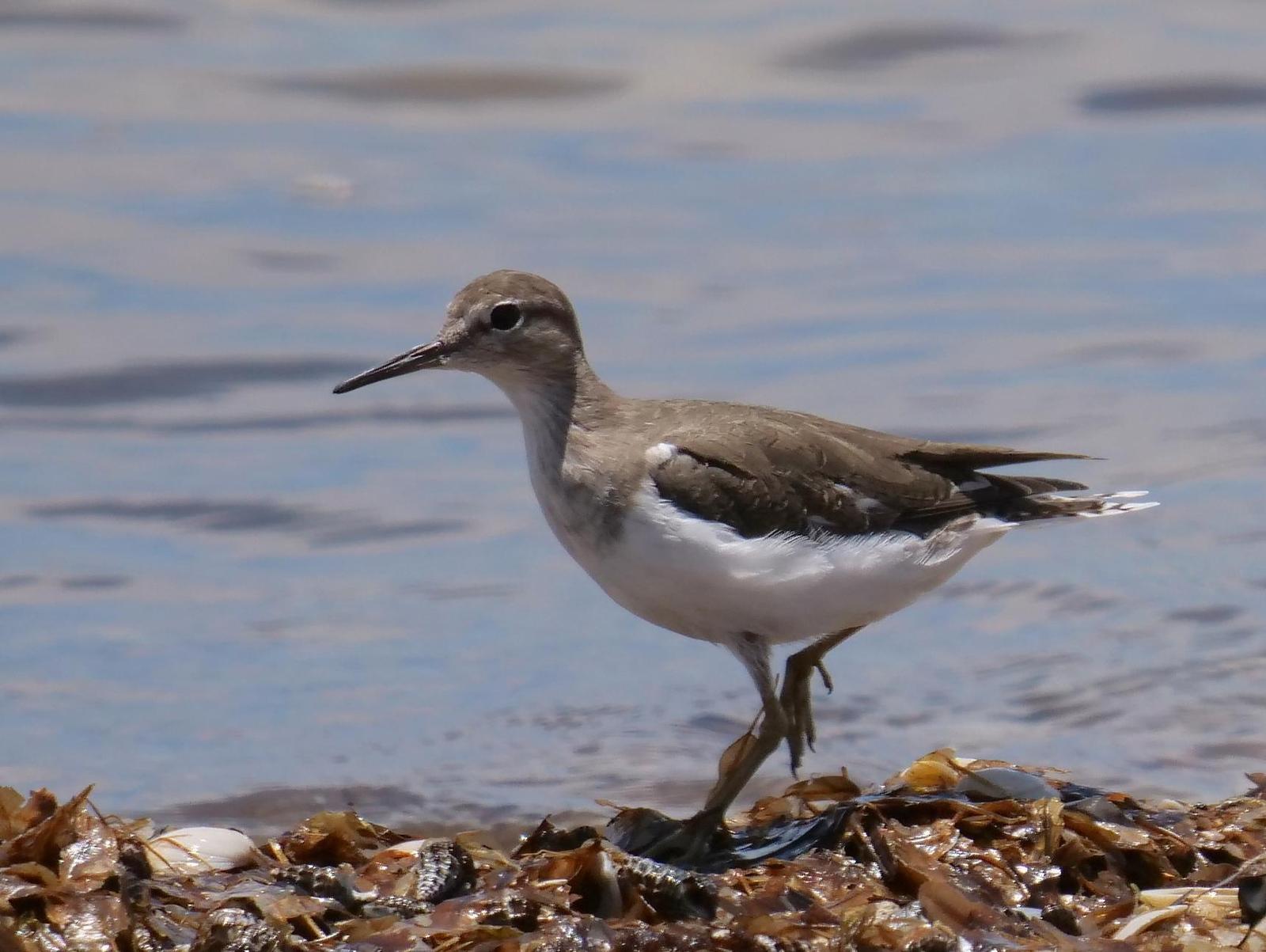 Common Sandpiper Photo by Peter Lowe