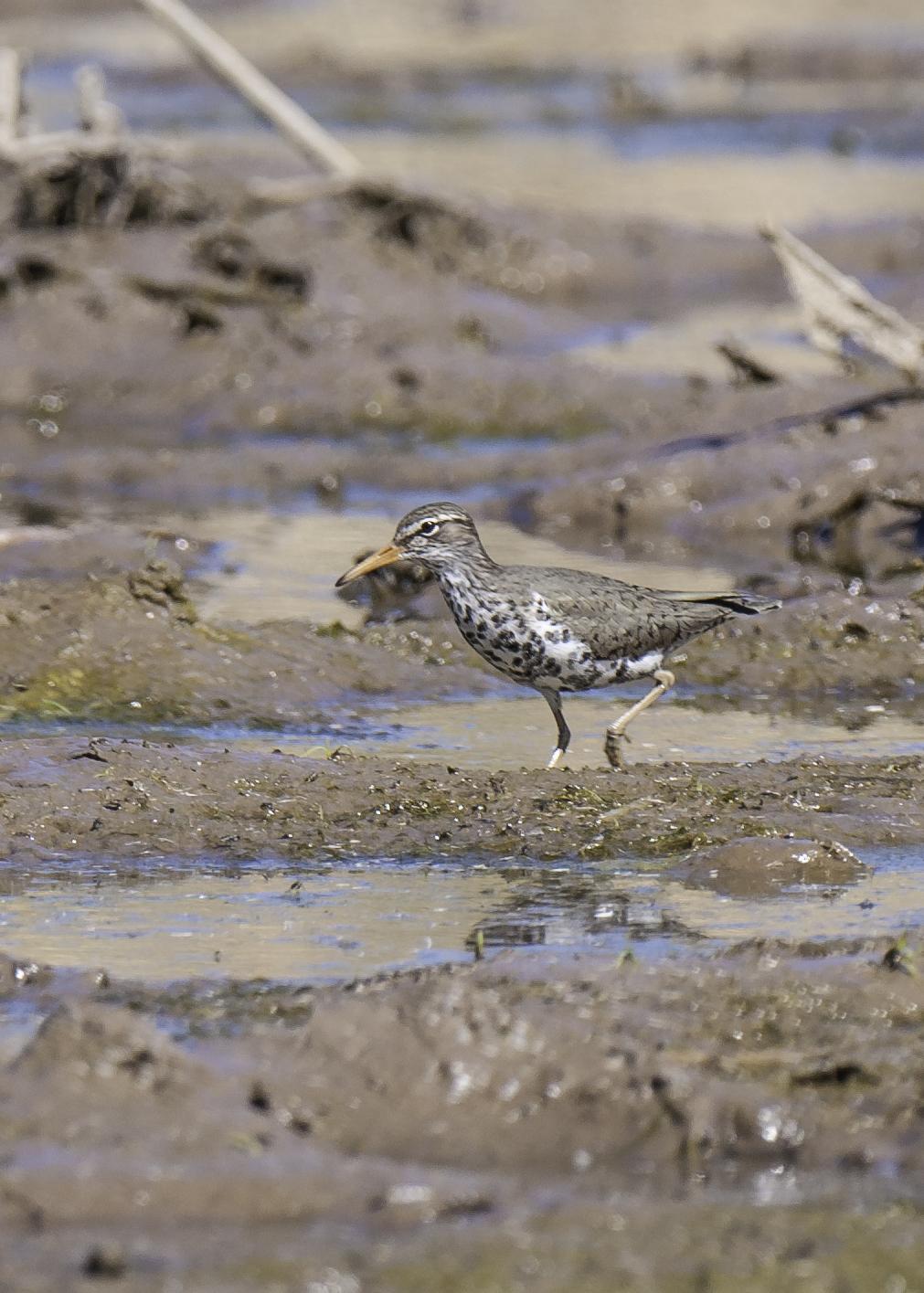 Spotted Sandpiper Photo by Mason Rose