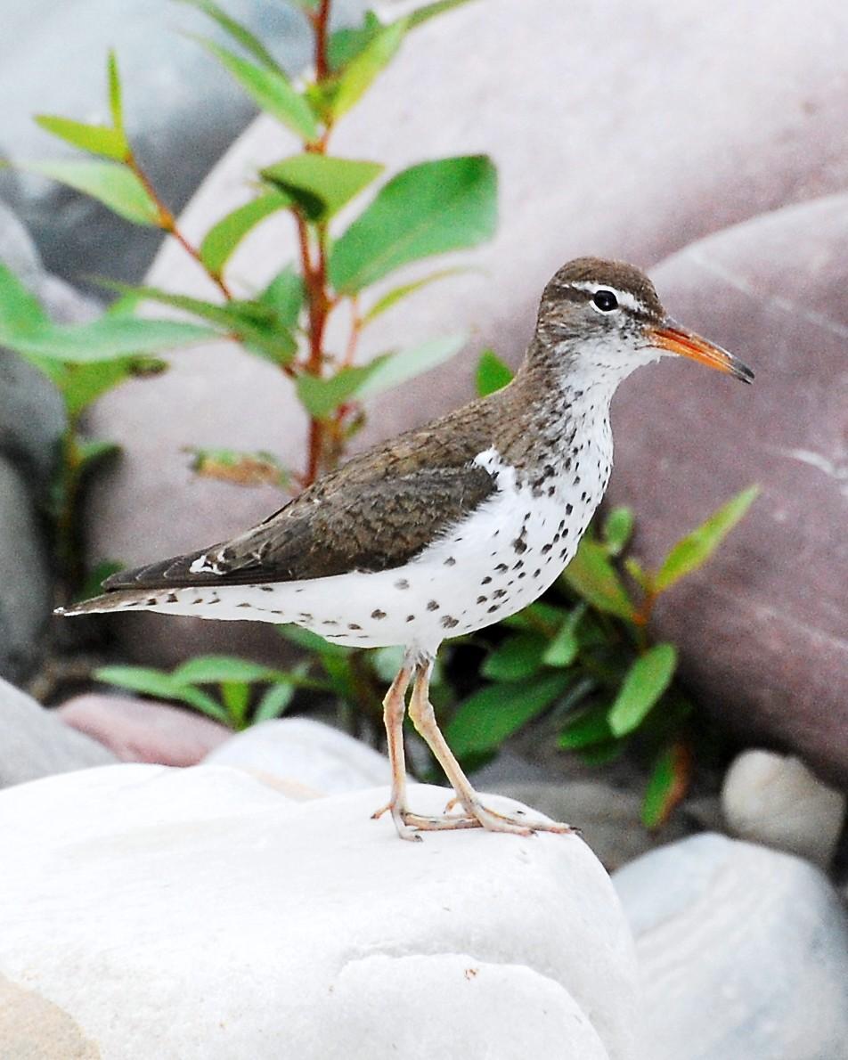 Spotted Sandpiper Photo by David Hollie