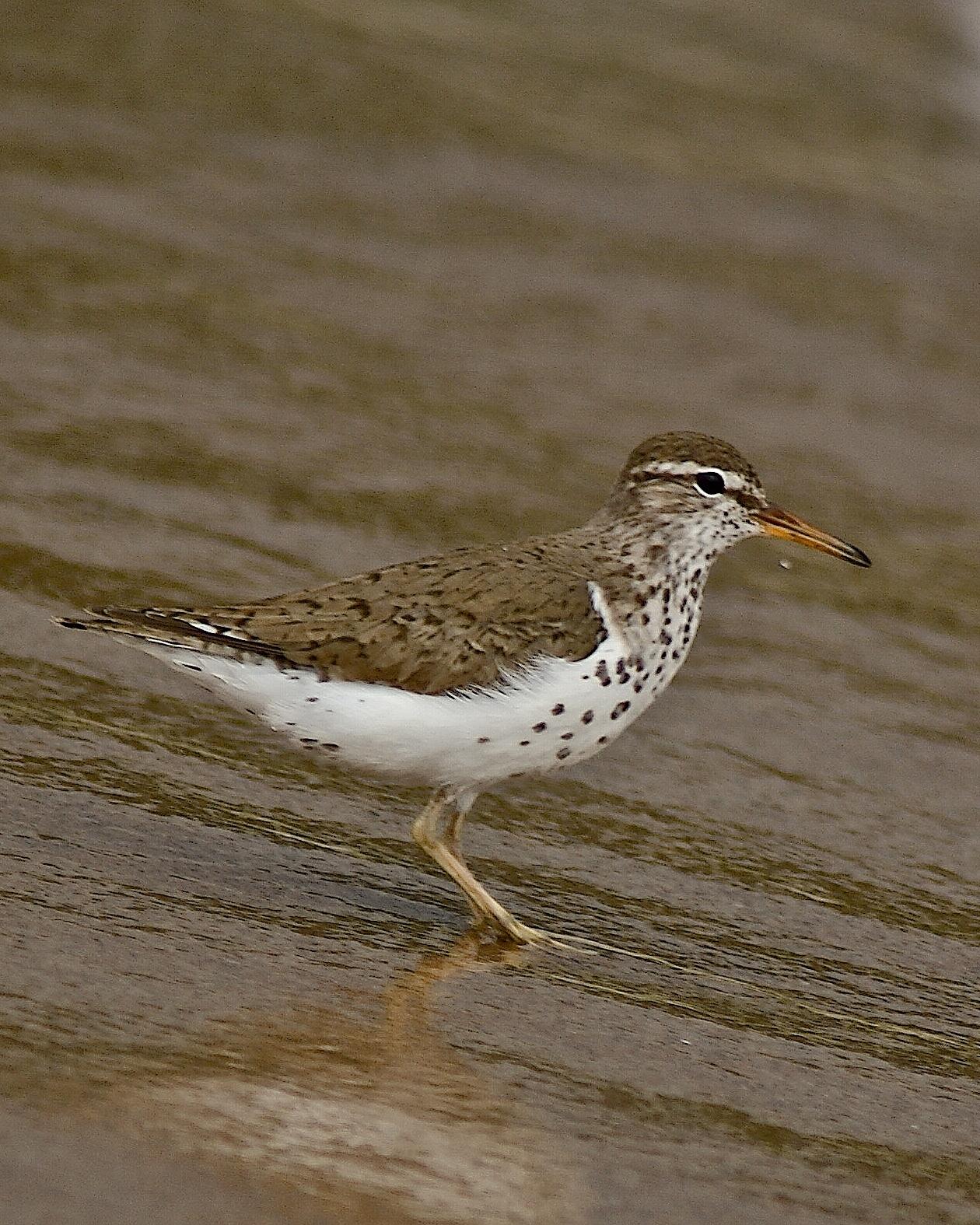 Spotted Sandpiper Photo by Gerald Hoekstra