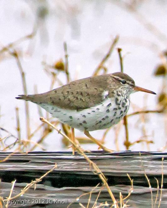 Spotted Sandpiper Photo by JC Knoll