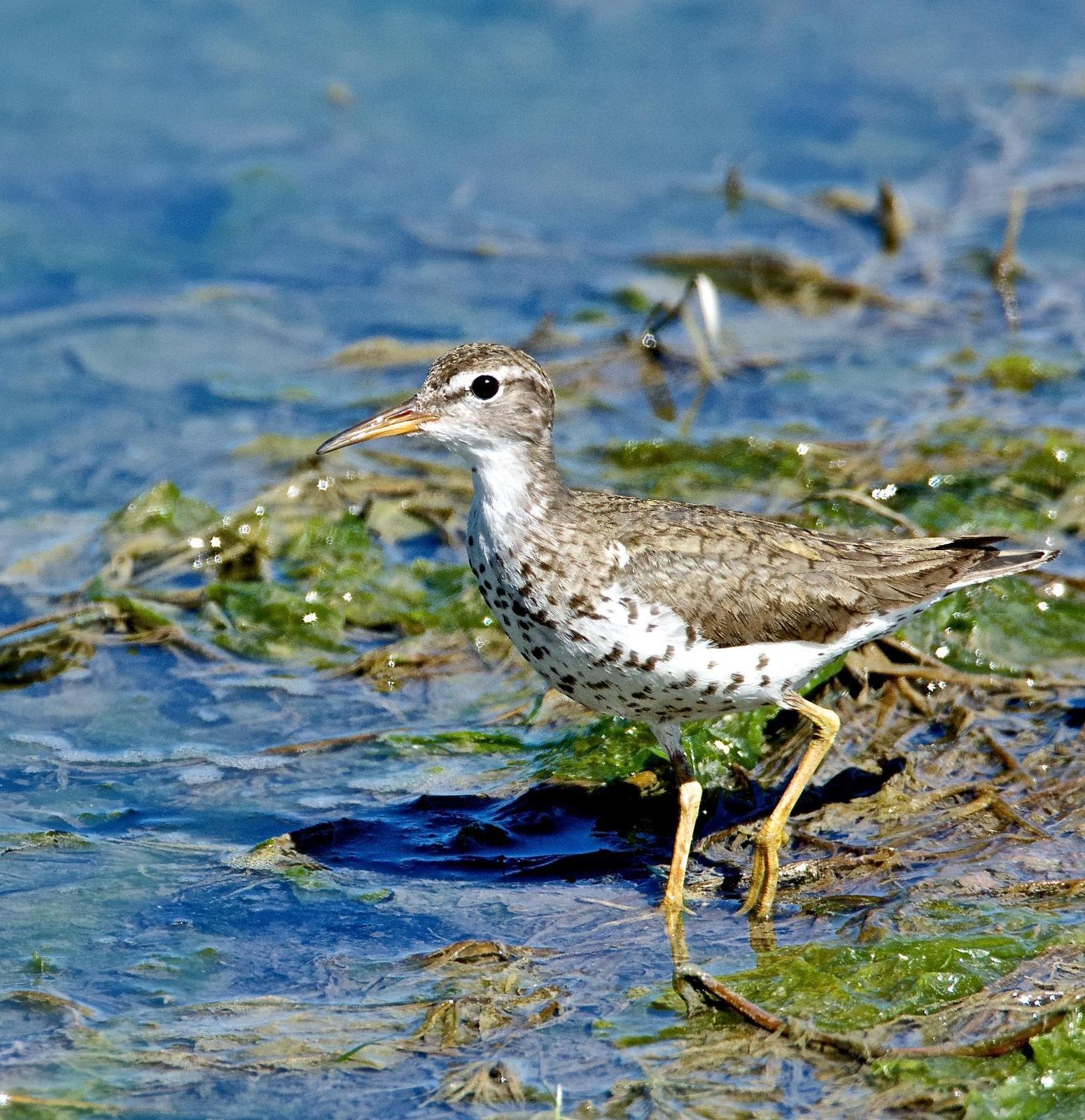 Spotted Sandpiper Photo by Brian Avent