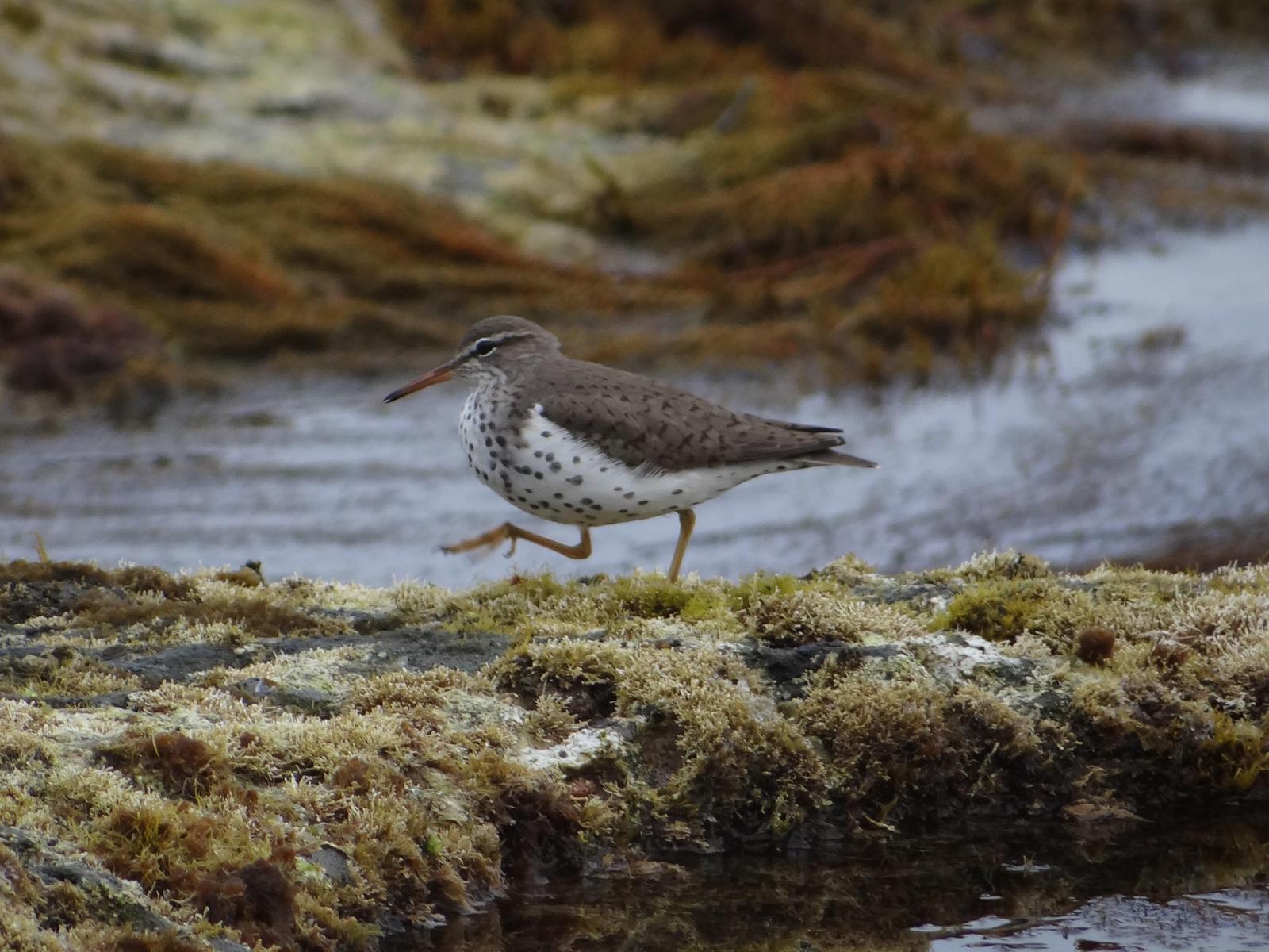 Spotted Sandpiper Photo by Jeff Hardy