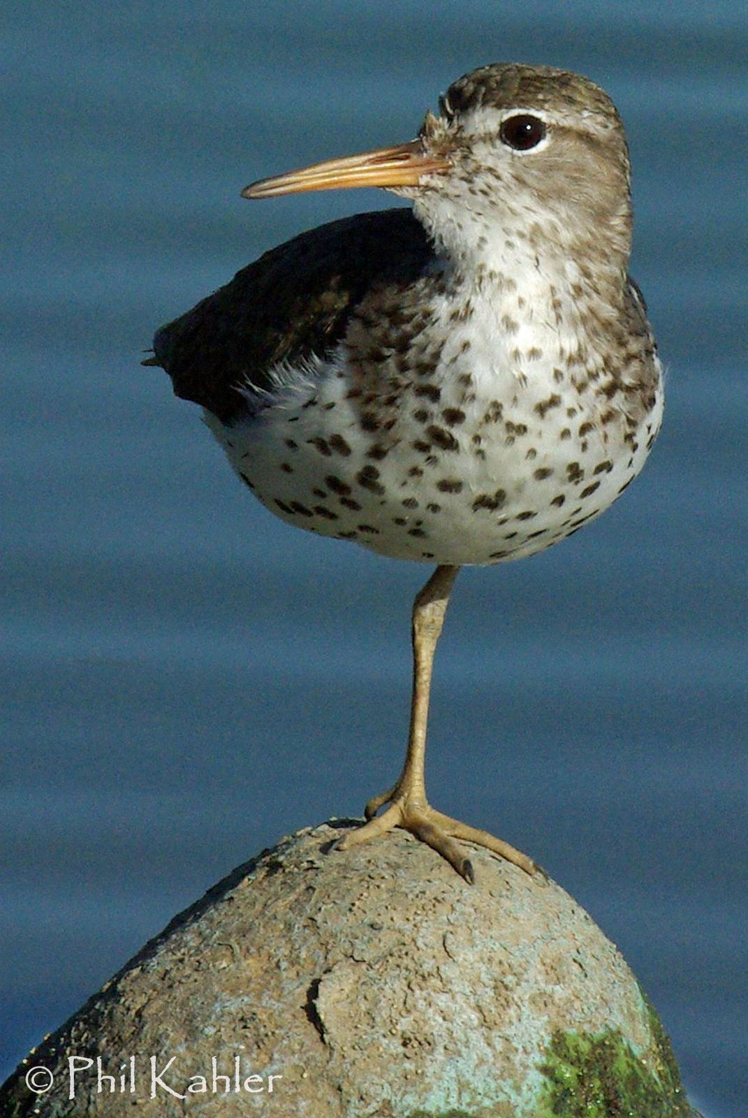 Spotted Sandpiper Photo by Phil Kahler