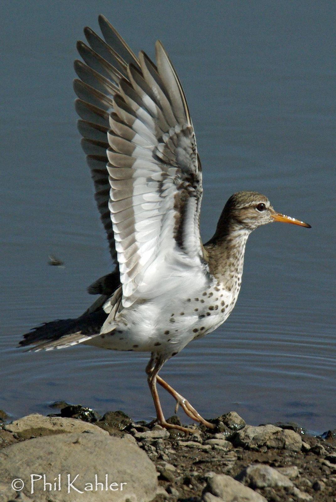 Spotted Sandpiper Photo by Phil Kahler