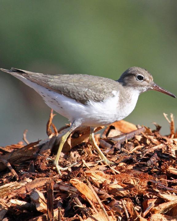 Spotted Sandpiper Photo by Jamie Chavez