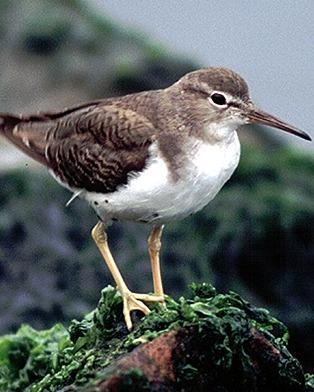 Spotted Sandpiper Photo by Pete Myers