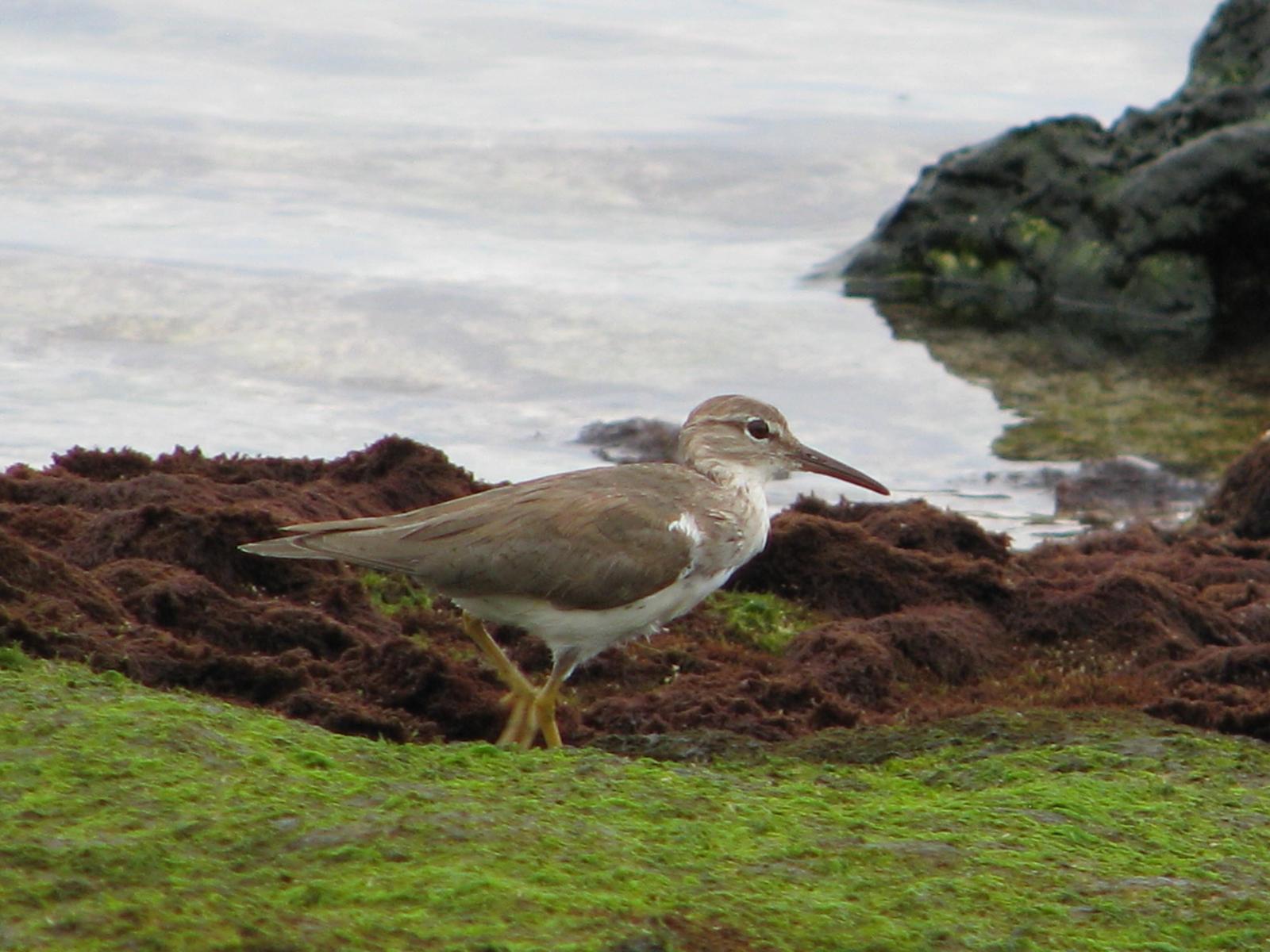 Spotted Sandpiper Photo by Ted Goshulak