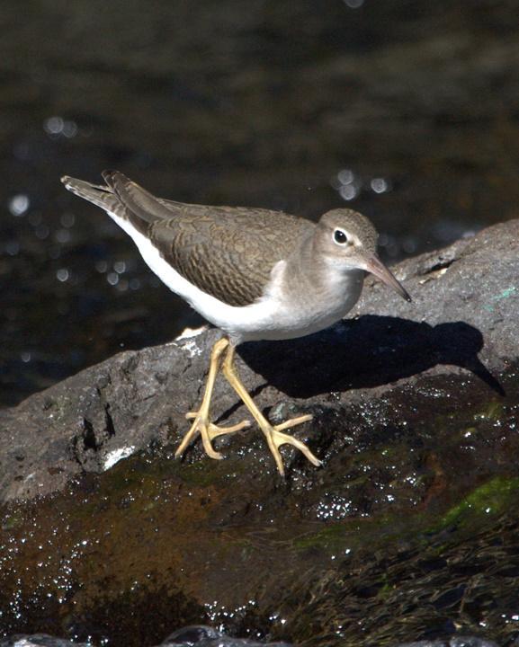 Spotted Sandpiper Photo by Mat Gilfedder